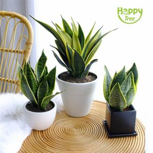CÂY LƯỠI HỔ MINI